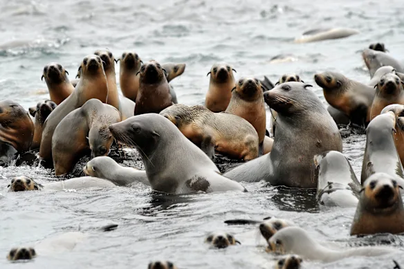 Phoques à Seal Rocks sur Phillip Island.