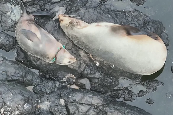 Un bébé otarie à fourrure emmêlé dans une corde à côté de sa mère.