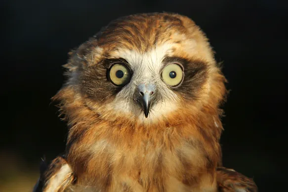 Les boobooks, comme ce bébé boobook du Sud, meurent en grand nombre après avoir mangé des rongeurs empoisonnés.