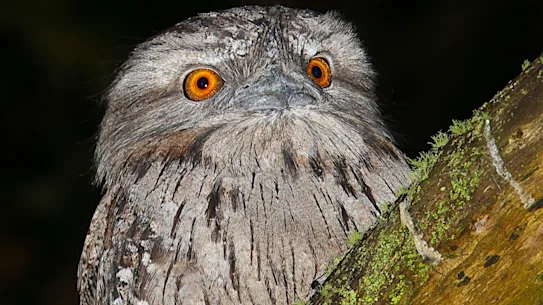 Les oiseaux, notamment les hiboux puissants et les gueules de grenouille fauves, sont fréquemment tués par des poisons de rongeurs de deuxième génération.