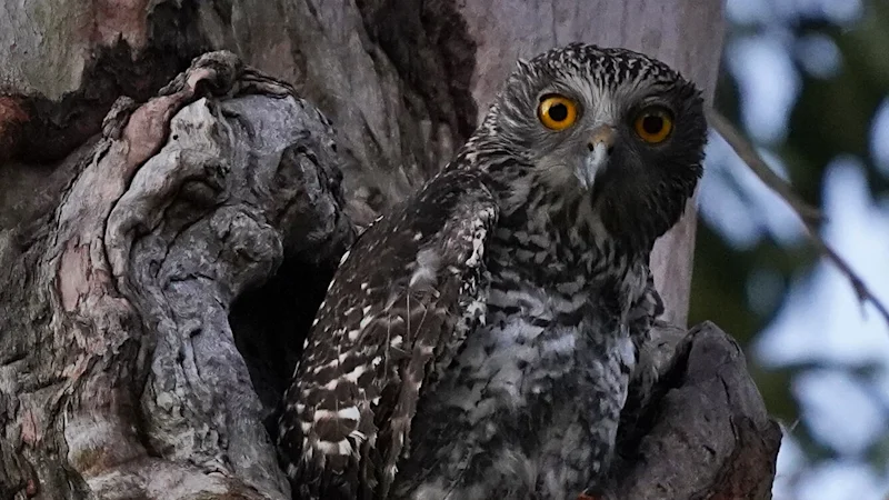 Les poisons pour rongeurs font l’objet de nouvelles restrictions et pourraient être retirés de la vente