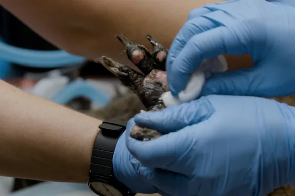 Un koala touché par un feu de brousse et aux pieds brûlés est soigné par l'équipe vétérinaire de Wildlife Victoria.