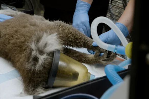 Un koala reçoit une anesthésie générale afin que ses brûlures soient soignées et enveloppées. 