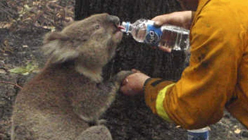Réalité de la saison des incendies sur la population de koalas et éthique de l'abattage