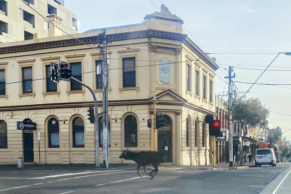 Un cerf sauvage sur Johnston Street à Fitzroy en 2021.