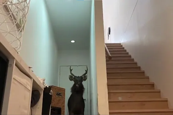 Un gros cerf a brisé la fenêtre avant d’une maison de la banlieue de Melbourne et s’est retrouvé coincé à l’intérieur en 2023.