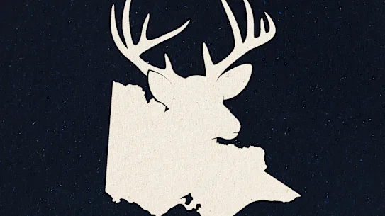 Oh cerf : le problème sauvage à Victoria.
