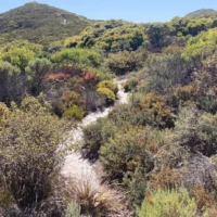 Comment faire pousser des plantes indigènes d&rsquo;Australie occidentale en Nouvelle-Galles du Sud, Victoria.
