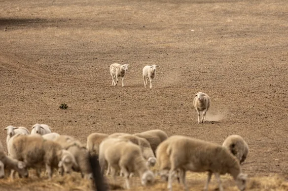 Colac, dans le sud-ouest de Victoria, en pleine sécheresse en avril 2025.