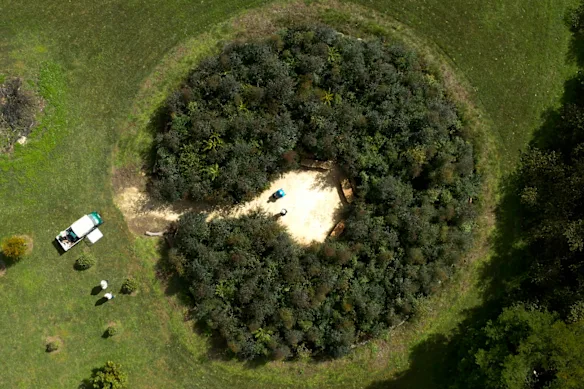 Une petite forêt neuf mois après la plantation à Cedar Brush Creek sur la côte centrale.