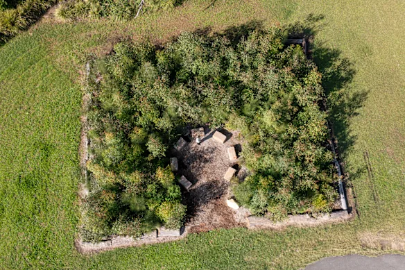 Une petite forêt 12 mois après la plantation à l'école publique de Teralba à Lake Macquarie.