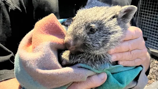 Un homme a été inculpé pour la mort de neuf wombats, dont la mère de Joey Hope. 