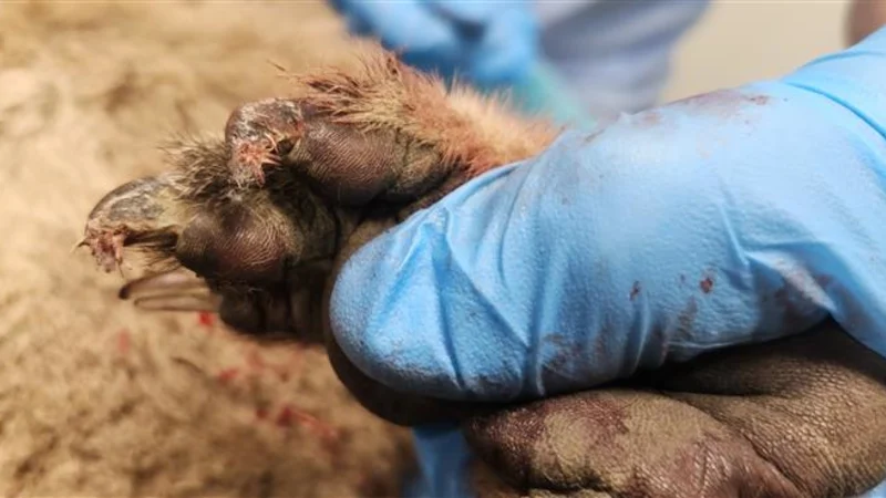 Un koala aurait été remorqué derrière l'UTE à Koroit pour cruauté envers les animaux.