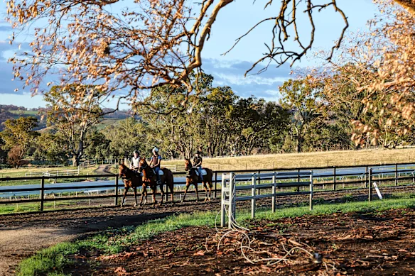 Les chevaux travaillent au parc Lindsay 11 semaines après les feux de brousse de janvier.