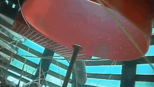 Une otarie passe la tête dans un piège à langoustes, mais ne peut pas y entrer à cause du poteau métallique.