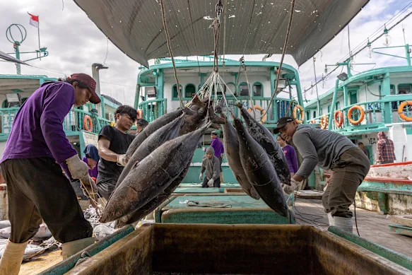 Le port de Benoa à Bali est l'un des plus grands ports de pêche d'Indonésie et le thon constitue l'une de ses plus grosses prises.