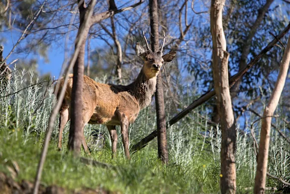 Cerf élaphe sauvage dans le parc national des Grampians.