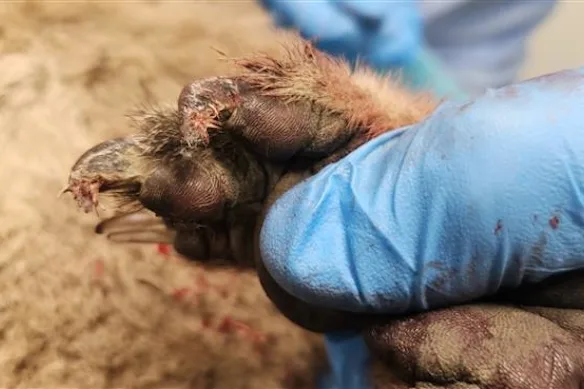 Un koala qui aurait été traîné dans la commune de Koroit, dans le sud-ouest de Victoria, a été abattu.