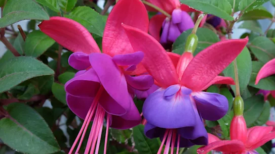 Le fuchsia fleurit avec enthousiasme en ce moment.