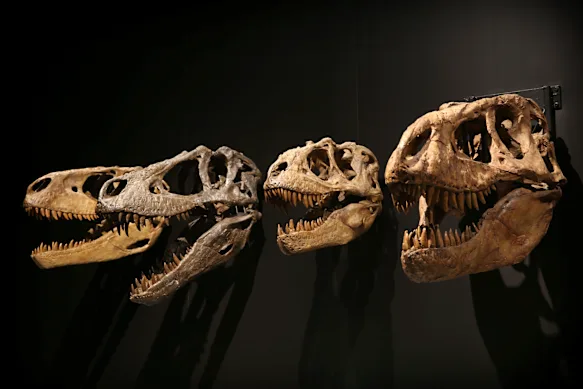 Les dinosaures sont un favori indémodable des enfants. 