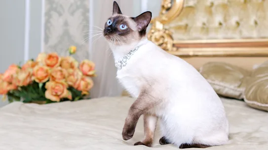 De nombreux hôtels « acceptant les animaux de compagnie » ne sont pas amicaux avec les chats.