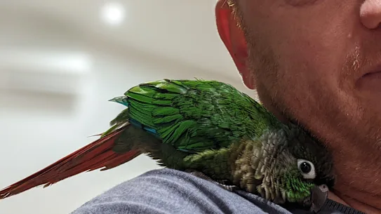 Doug Hendrie découvre la réalité de devenir propriétaire d'oiseaux.