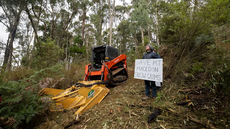 La forêt de gomme des neiges sera rasée au bulldozer pour les lignes de vue avant l'Anzac Day