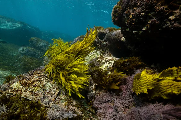 Les tapis en treillis métallique étaient utilisés pour amener les écrevisses adultes.