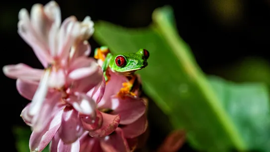 Une rainette aux yeux rouges à Gamboa, Panama.