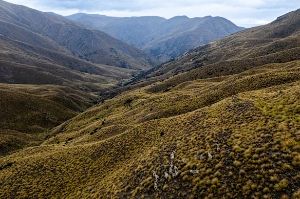 Des moutons mérinos paissent dans un ravin de la station du lac Hawea, sur l'île du Sud de la Nouvelle-Zélande.