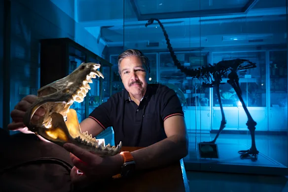 Le professeur Andrew Pask, de l'Université de Melbourne et de Colossal Biosciences, avec le crâne d'un tigre de Tasmanie et le squelette d'un moa, un oiseau incapable de voler de Nouvelle-Zélande.