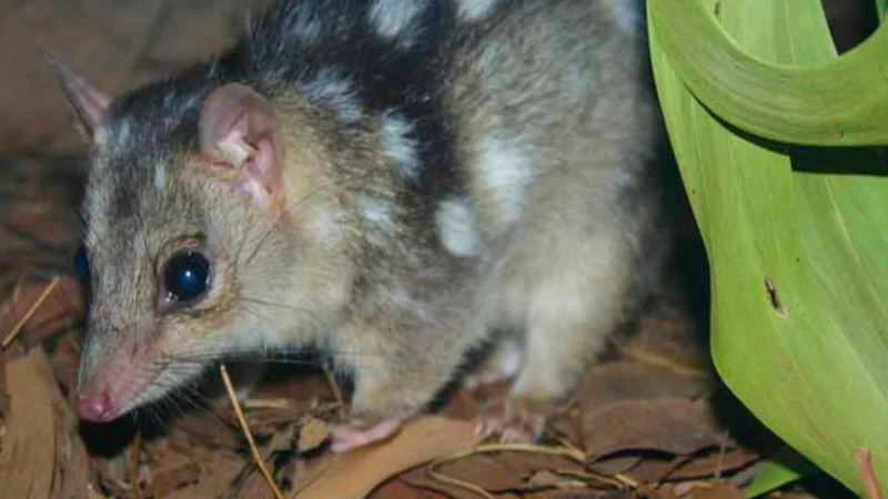 L'édition génétique pourrait créer des « super quolls » résistants au crapaud géant d'ici un an