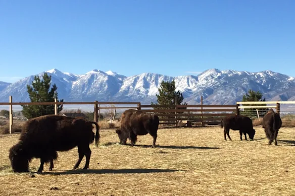 Ranch Bison et Black Rock dans le Nevada, où se trouvent les projets potentiels d'or et d'argent de l'introduction en bourse de Bison Resources.