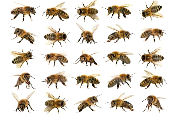 Compter autant d’abeilles peut être difficile, mais de nouvelles recherches montrent que les abeilles peuvent distinguer les nombres.