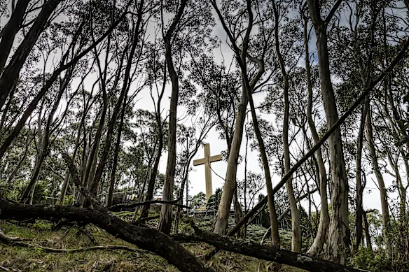 Parcs Victoria se prépare à retirer jusqu'à 150 gommes de neige matures, qui gênent la vue du monument aux morts.