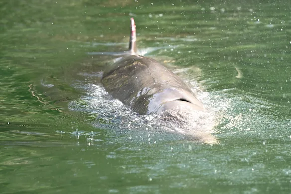 Une baleine à bec de Blainville à Middle Harbour à la fin mars.