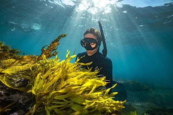La coordinatrice du projet Operation Crayweed, le Dr Claudia Santori, inspecte les écrevisses plantées à South Coogee, poussant aux côtés du varech doré (à gauche).