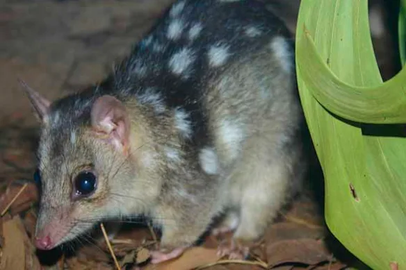 Les quolls du Nord sont en voie de disparition principalement en raison d'un empoisonnement mortel lorsqu'ils mangent des crapauds géants.