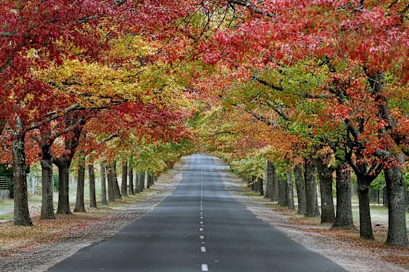 L'avenue d'honneur de Macédoine a été ouverte en 1918.
