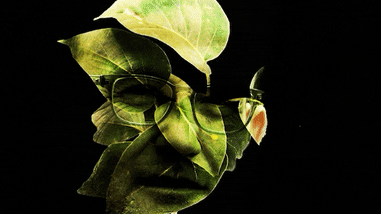 illustration de feuilles pour Knott