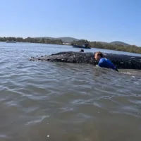 Un sous-adulte remorqué depuis un banc de sable reste dans le lac