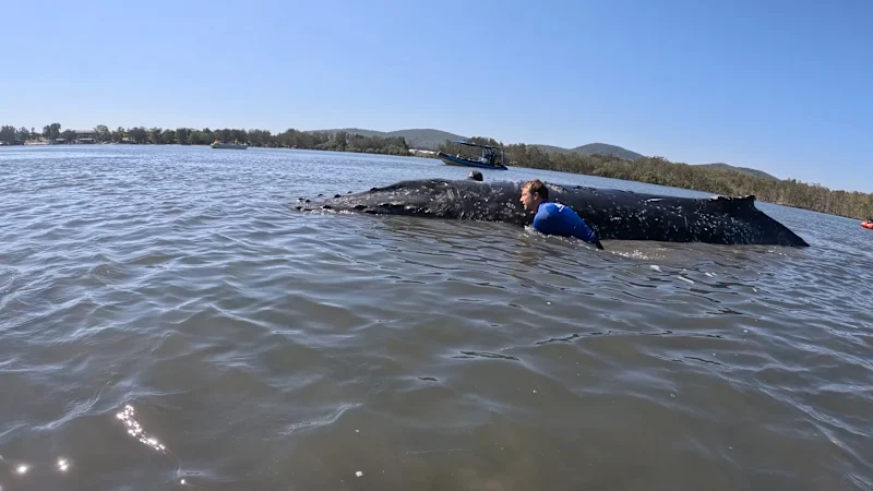Un sous-adulte remorqué depuis un banc de sable reste dans le lac