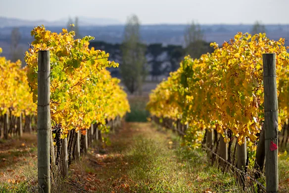 Sûrement, pensais-je, le vin fait partie intégrante de la définition d’un domaine ?