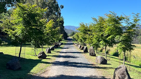 Une avenue d'érables à Jamieson, Victoria a ouvert ses portes en 2022 pour commémorer les hommes et les femmes locaux qui ont sacrifié leur vie pendant la Première Guerre mondiale.
