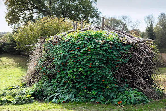 Les tailles deviennent de magnifiques tas d'habitats à Great Dixter.
