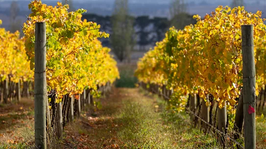 Un guichet unique de bon vin, de gastronomie et d'hébergement.
