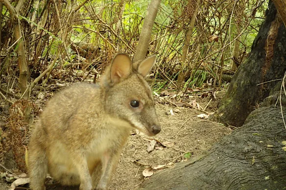 Une image piège photographique d'un wallaby de Parme dans les montagnes Eaglehawk-Misty.