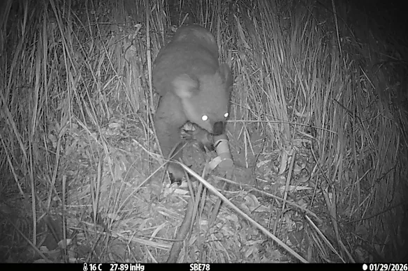 Une image piège photographique d'un koala dans les montagnes Eaglehawk-Misty.