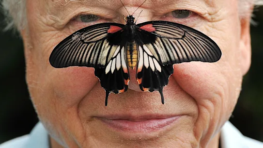 Le monde serait plus pauvre sans la contribution de Sir David Attenborough.