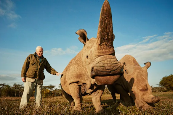 Sir David Attenborough a inspiré des millions de personnes dans le monde à apprécier et à protéger la planète qui nous abrite.